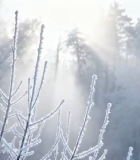 冬日森林雾凇阳光景象9265#横屏 