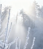 冬日森林雾凇阳光景象9265#横屏 