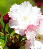 盛开的樱花特写4027#横屏 