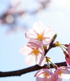 盛开的樱花特写画面7124#横屏 