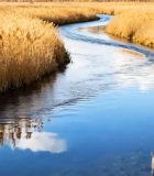 湿地河流芦苇秋日风光7069#横屏 