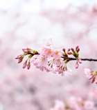 盛开的粉色樱花枝条12938#横屏 