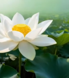 盛开的荷花与荷叶特写(1)13063#横屏 