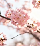 盛开的粉色樱花素材12438#横屏 