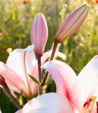 盛开的粉色百合花特写12158#横屏 