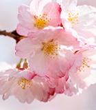 盛开的粉色樱花特写(6)13203#横屏 