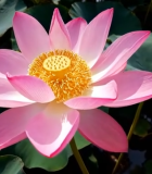 盛开的粉色荷花与荷叶(1)5354#横屏 