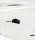 地面上的老鼠7495#横屏 