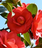 盛开的红色山茶花1154#横屏 