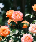 盛开的橙色粉色玫瑰花693#横屏 