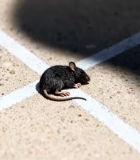 地面上的小老鼠特写4758#横屏 