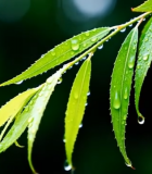 带雨滴的绿色柳叶特写562#横屏 