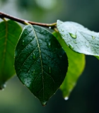 带雨滴的绿叶特写(1)8344#横屏 