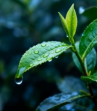 带水珠的鲜嫩茶树特写5939#横屏 