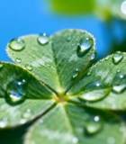 带水珠的三叶草特写14056#横屏 