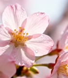 带水珠的粉色樱花特写12343#横屏 