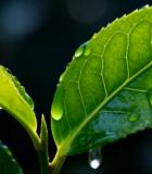 带水珠的嫩绿茶树叶片9476#横屏 