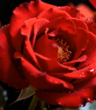 带水珠的红色玫瑰花特写353#横屏 