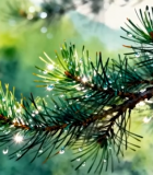 带水珠的松树枝特写素材9859#横屏 