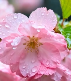 带水珠的盛开樱花12956#横屏 