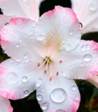 带水珠的粉色花朵特写素材2043#横屏 