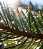 带水珠的松树枝特写(1)11052#横屏 