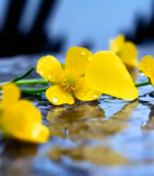 带水珠黄色小花特写3792#横屏 