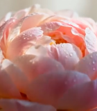 	 带水珠的粉色鲜花特写13502#横屏 