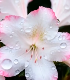 带水珠的粉色花朵特写素材2043#横屏 