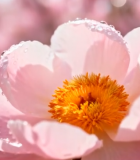 带水珠的粉色牡丹花特写8959#横屏 