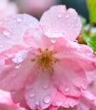 带水珠的盛开樱花12956#横屏 