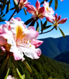 山间绽放的粉色花朵13613#横屏 