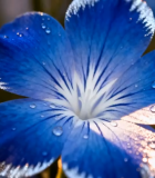 带水珠蓝色花朵特写1178#横屏 