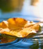 山间云雾缭绕森林景观8229#横屏 