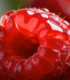 带水珠树莓特写4461#横屏 