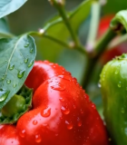 带水珠的红绿辣椒特写5725#横屏 