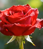 带水珠的红色玫瑰特写4966#横屏 