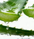 带水珠的芦荟叶片特写1534#横屏 