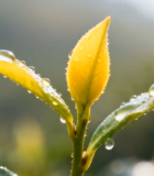 带水珠的嫩绿茶叶特写4423#横屏 