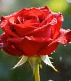 带水珠的红色玫瑰特写4966#横屏 