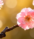 带水珠的粉色梅花特写4582#横屏 