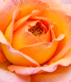 带水珠的粉色玫瑰花特写12879#横屏 