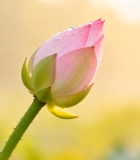 带露珠的粉色荷花特写10037#横屏 