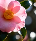 带水珠的粉色花朵特写(1)10744#横屏 