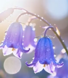 带露珠的紫色花朵特写8900#横屏 