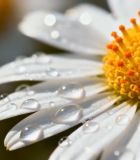 	 带水珠的白色雏菊特写35#横屏 