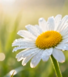 带露珠的雏菊特写5751#横屏 