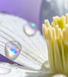 带水珠的白色花朵特写8797#横屏 