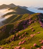 山间云海与盛开的粉色花朵6534#横屏 