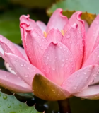 带水珠的粉色荷花特写(1)6183#横屏 